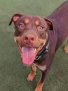 adoptable Dog in  named *BUBBA