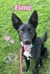 adoptable Dog in sacramento, ca, CA named *ESME