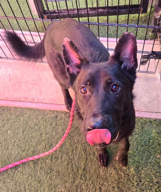 adoptable Dog in Sacramento, CA named *DYLAN