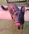adoptable Dog in sacramento, ca, CA named *DYLAN