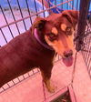 adoptable Dog in  named ALPHIE