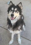adoptable Dog in  named *MARVIN
