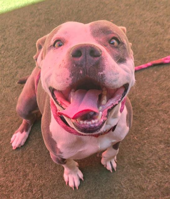adoptable Dog in Sacramento, CA named *GUS