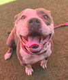 adoptable Dog in sacramento, ca, CA named *GUS