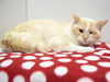 adoptable Cat in  named *CASPER