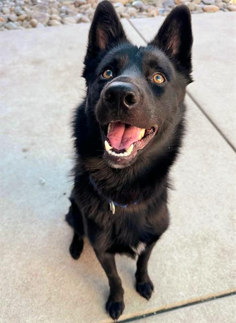 adoptable Dog in Sacramento, CA named *COCA COLA