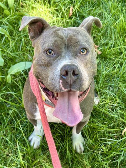 adoptable Dog in Sacramento, CA named *SOLAIRE