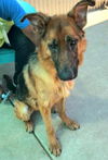 adoptable Dog in  named *RUBY