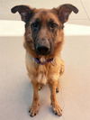 adoptable Dog in  named *RUBY