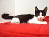 adoptable Cat in  named *JESILYN