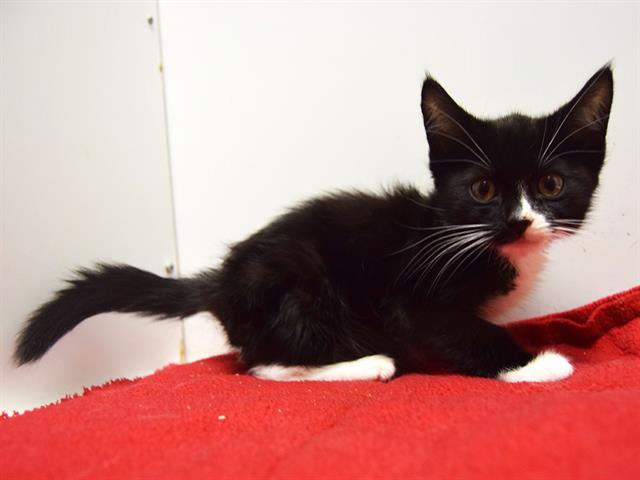 adoptable Cat in Sacramento, CA named *SIMON