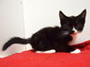 adoptable Cat in  named *SIMON