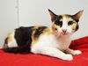 adoptable Cat in  named *PETUNIA