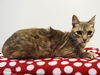 adoptable Cat in  named *ZIG ZAG