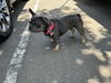 adoptable Dog in  named BELLA