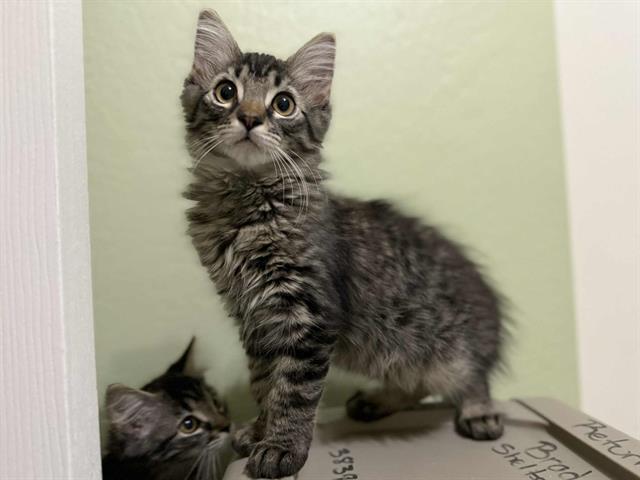 adoptable Cat in Sacramento, CA named *CONNOR