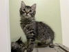 adoptable Cat in Sacramento, CA named *CONNOR