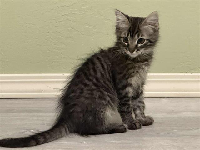 adoptable Cat in Sacramento, CA named *AIDEN