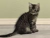 adoptable Cat in Sacramento, CA named *AIDEN