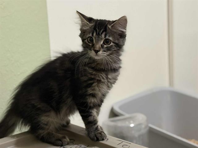 adoptable Cat in Sacramento, CA named *MAEVE