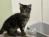 adoptable Cat in Sacramento, CA named *MAEVE