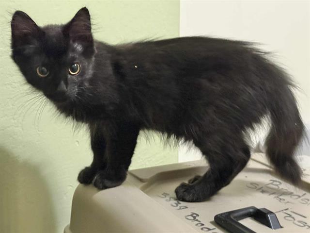 adoptable Cat in Sacramento, CA named *FIONA
