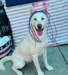 adoptable Dog in Sacramento, CA named *ONIGIRI