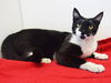 adoptable Cat in Sacramento, CA named *SHANNON