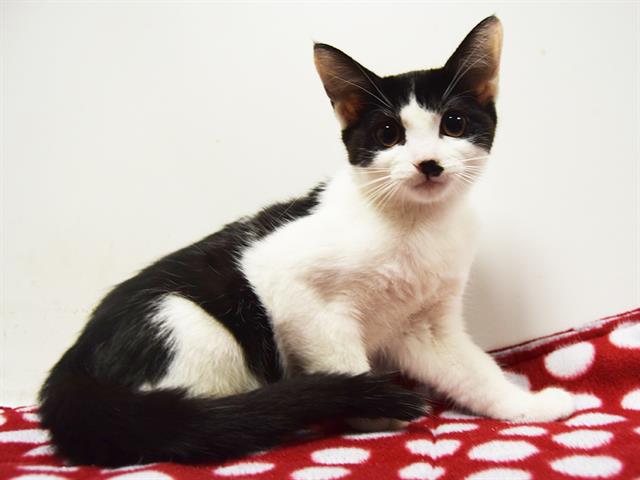 adoptable Cat in Sacramento, CA named *KEEKS