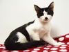 adoptable Cat in Sacramento, CA named *KEEKS