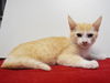 adoptable Cat in Sacramento, CA named *SCOUT