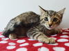 adoptable Cat in Sacramento, CA named *LYRIS