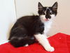 adoptable Cat in  named *PHOEBE