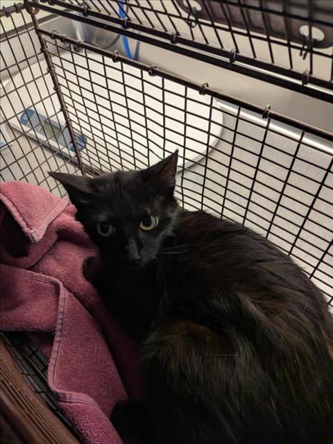 adoptable Cat in Sacramento, CA named *VIOLET