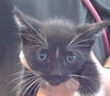 adoptable Cat in Sacramento, CA named A894379