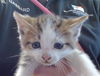 adoptable Cat in Sacramento, CA named A894380