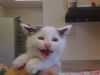 adoptable Cat in Sacramento, CA named GIZMO