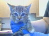 adoptable Cat in Sacramento, CA named SAMMY