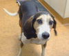 adoptable Dog in Sacramento, CA named DUKE