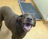 adoptable Dog in  named DAISY
