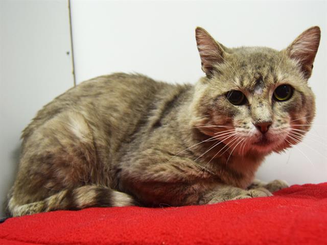 adoptable Cat in Sacramento, CA named *MR CHONK