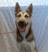 adoptable Dog in ,  named *ROOK