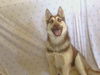 adoptable Dog in ,  named *AKIRA