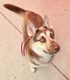 adoptable Dog in  named *FIRE CRACKER