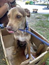 adoptable Dog in ,  named PEANUT