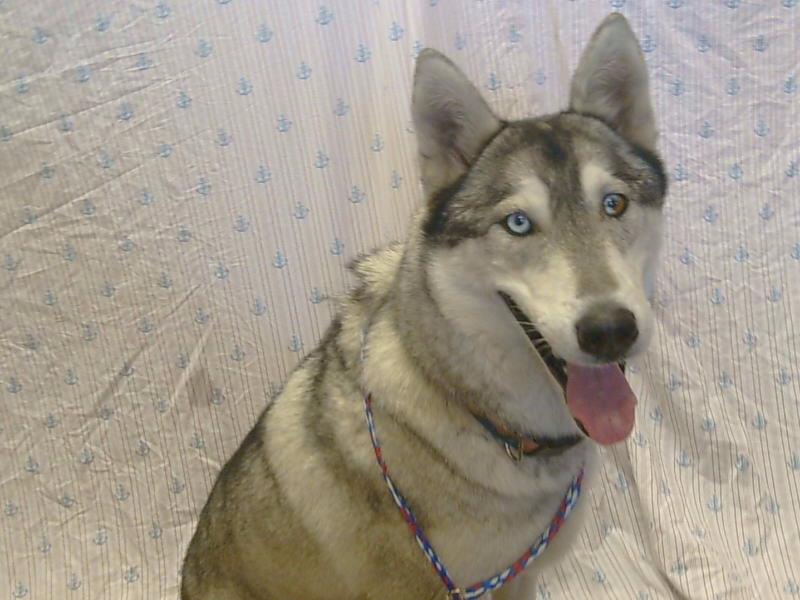 adoptable Dog in Sacramento, CA named KUUIPO