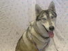 adoptable Dog in ,  named KUUIPO