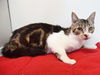 adoptable Cat in ,  named A897664