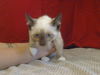 adoptable Cat in ,  named A897777
