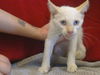 adoptable Cat in ,  named A897778